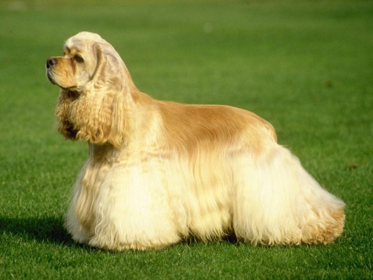 Giống chó Cocker Spaniel Tây Ban Nha giá bao nhiêu tiền?