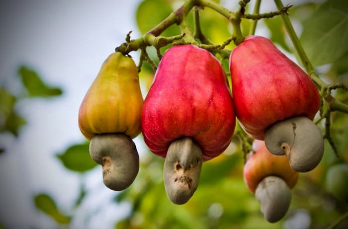 Các tỉnh trồng hạt điều nhiều ở nước ta – Hạt điều Vinanuts