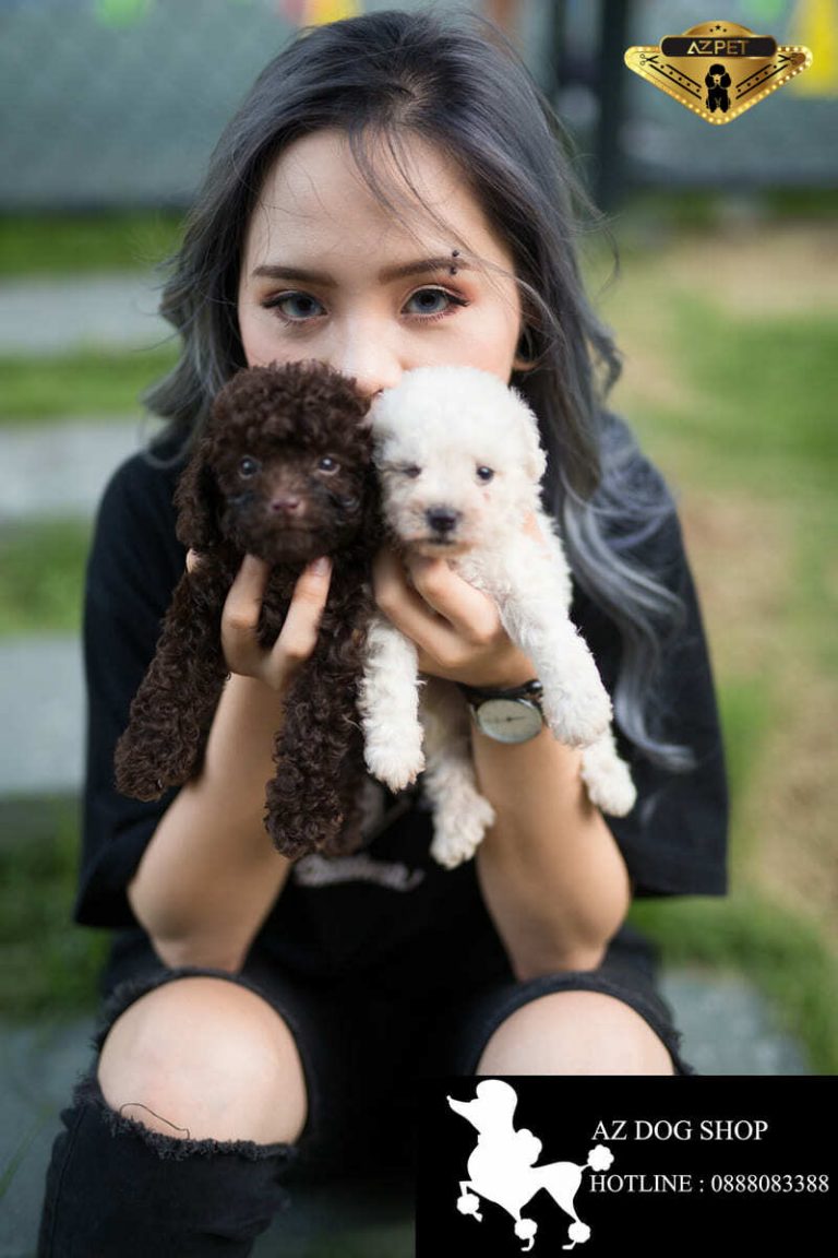 Chó Poodle nâu đỏ có những đặc điểm gì? Địa chỉ mua chó uy tín