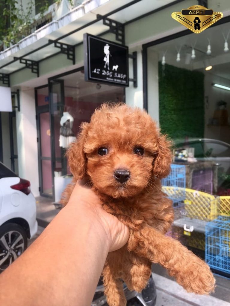 Cách dạy chó Poodle đi vệ sinh hiệu quả