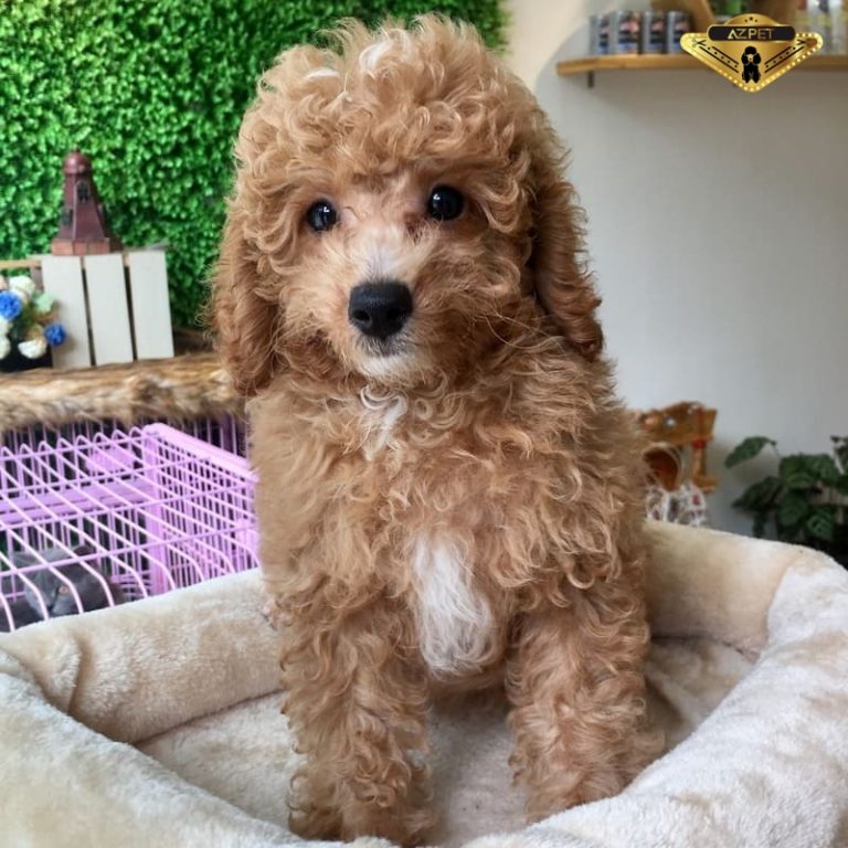 Hướng dẫn cách cắt tỉa lông chó Poodle tại nhà