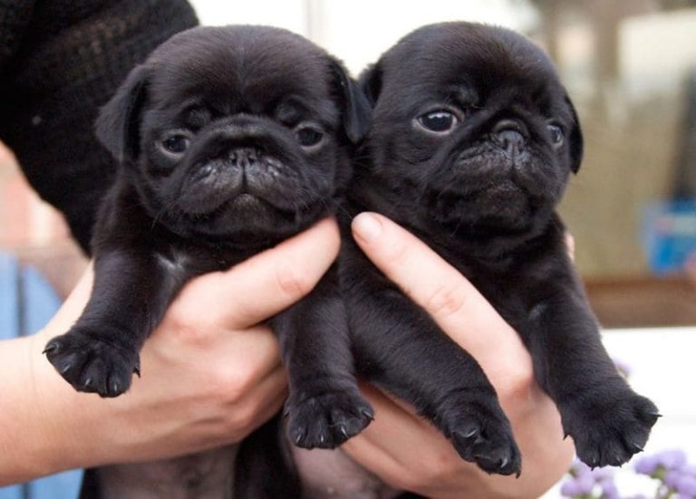 Những cách huấn luyện chó Pug đơn giản mà hữu ích nhất
