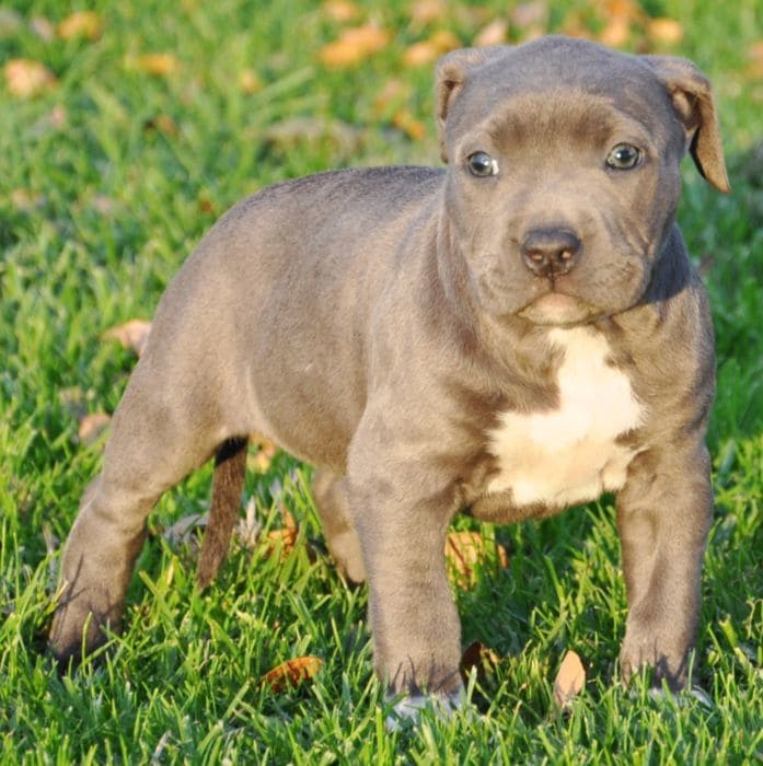 Tìm hiểu chi tiết về chó Pitbull lai Becgie
