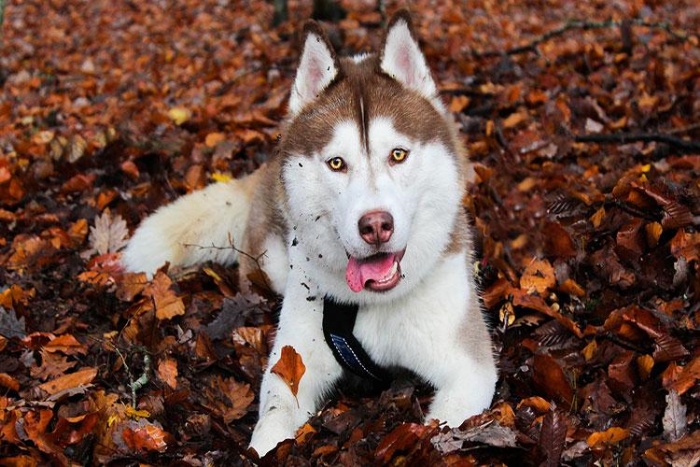 Địa chỉ uy tín có giá bán chó husky đực tốt nhất hiện nay