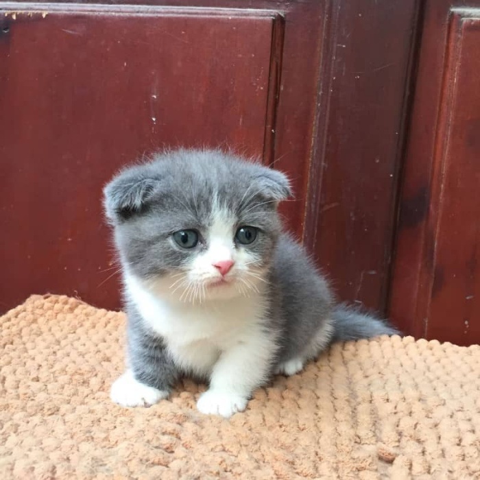 Lưu ý khi mua mèo Munchkin Bicolor
